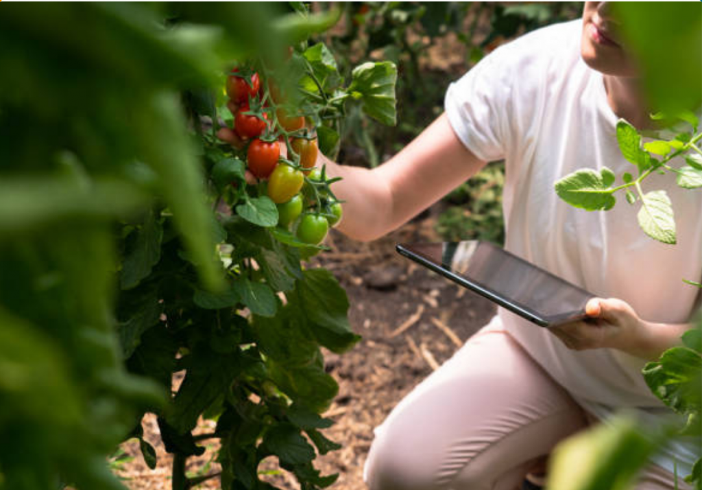 Smart Lean Solutions participará en el proyecto DIGITOMATE «Transformación digital para la gestión de la sostenibilidad en explotaciones agrarias: digitalización, sensórica y modelado de la campaña del tomate»